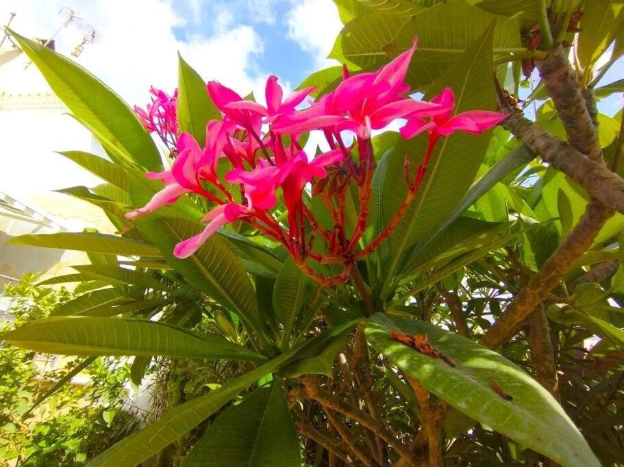 Beautiful 3 Bedroom Townhouse In Urb. Tropicana, Nerja Exteriör bild